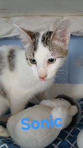 Photo de SONIC maintenant  ARROW