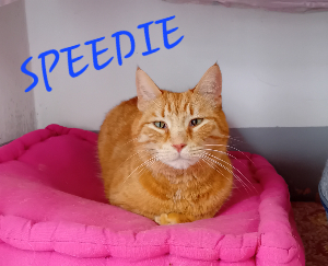 Photo de SPEEDIE