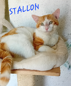 Photo de STALLON