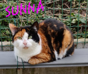 Photo de SUNNA