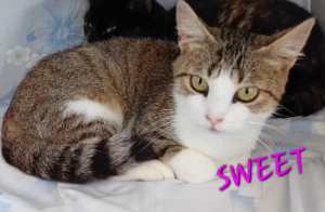 Photo de SWEET