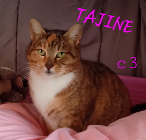 Photo de TAJINE
