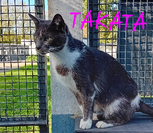 Photo de TAKATA