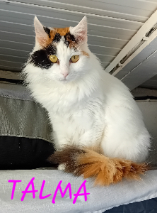 Photo de TALMA