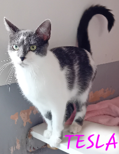 Photo de TESLA