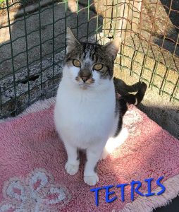Photo de TETRIS. Chat SOS FIV