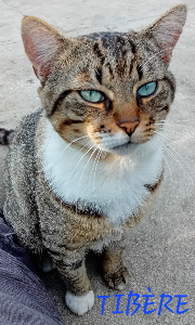 Photo de TIBÈRE. Chat SOS. FIV