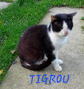 Photo de TIGROU