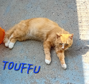 Photo de TOUFFU