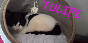 Photo de TULIPE