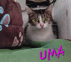 Photo de UMA