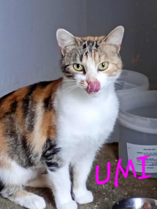 Photo de UMI