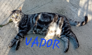 Photo de VADOR chat SOS FIV