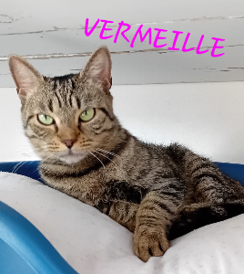 Photo de VERMEILLE