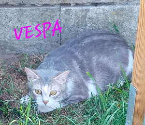 Photo de VESPA