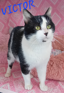 Photo de VICTOR