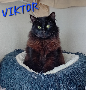 Photo de VIKTOR 🧡