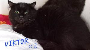 Photo de VIKTOR