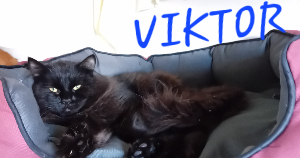 Photo de VIKTOR