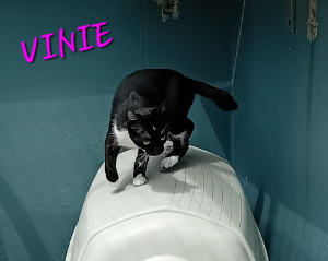 Photo de VINIE