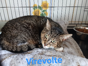Photo de VIREVOLTE