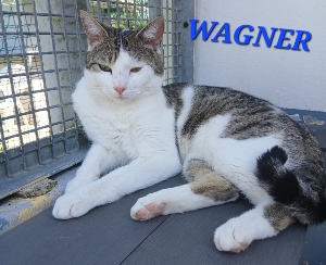 Photo de WAGNER
