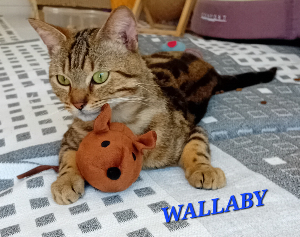 Photo de WALLABY