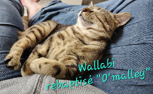 Photo de WALLABI, maintenant O'Malley