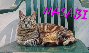 Photo de WASABI 🧡