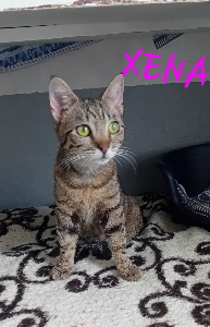 Photo de XENA