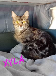 Photo de XYLA