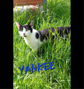 Photo de YANKEE