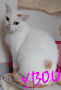 Photo de YBOU