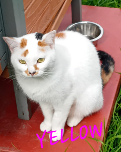 Photo de YELLOW