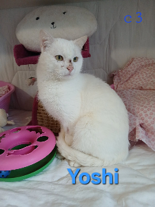 Photo de YOSHI