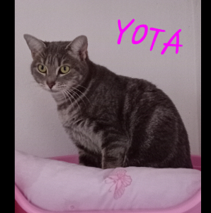 Photo de YOTA