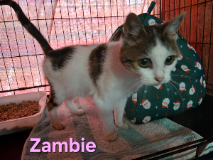 Photo de ZAMBIE