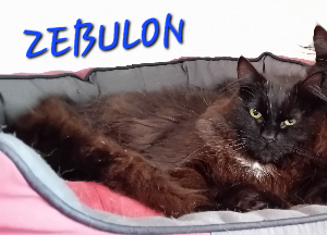 Photo de ZEBULON 🧡