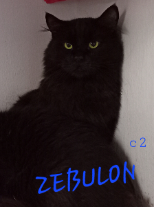 Photo de ZEBULON