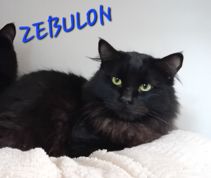 Photo de ZEBULON