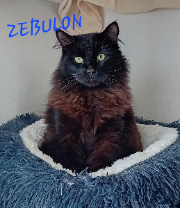 Photo de ZEBULON