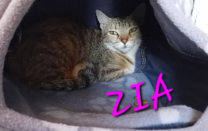 Photo de ZIA
