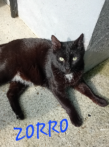 Photo de ZORRO