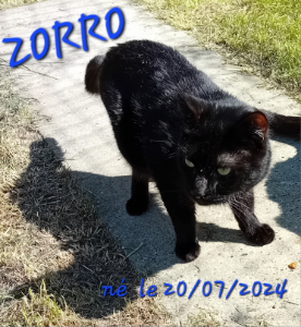 Photo de ZORRO