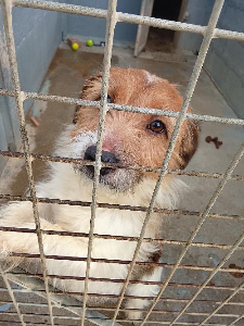 Photo de ALF (adopté)