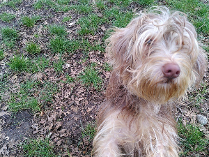 Photo de ALLIE (parti en famille à l'essai)