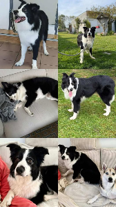 Photo de Domino