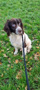 Photo de IPSO (parti en famille à l'essaie)