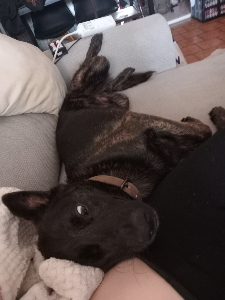 Photo de Marley