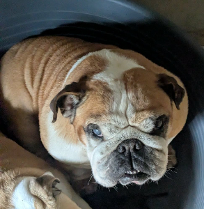 Photo de MY BEAUTY (parti en famille à l'essai)